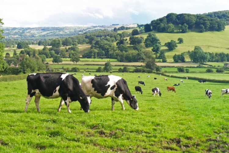 How Modern Farming (Group) Co., Ltd is revolutionizing dairy farming