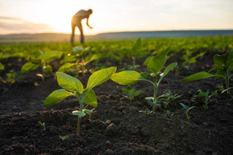 How AI-powered agriculture helps farmers grapple with climate change and food security